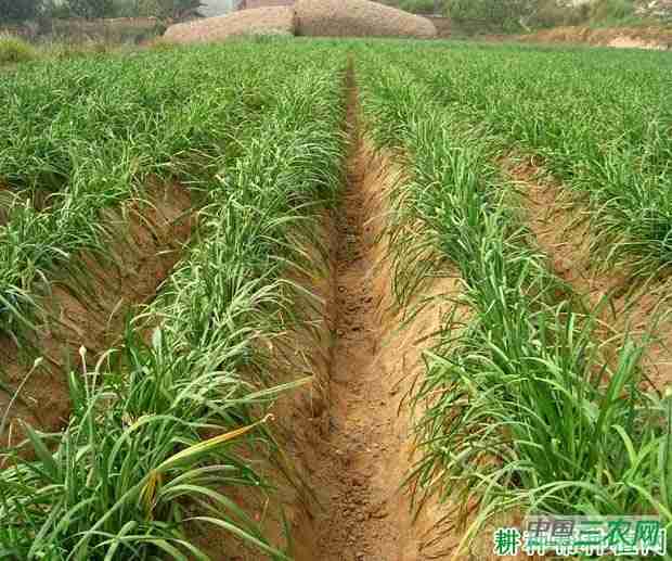 种植韭菜为什么培土？